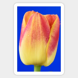 Tulipa  &#39;Candy Corner&#39;   Triumph Tulip Sticker